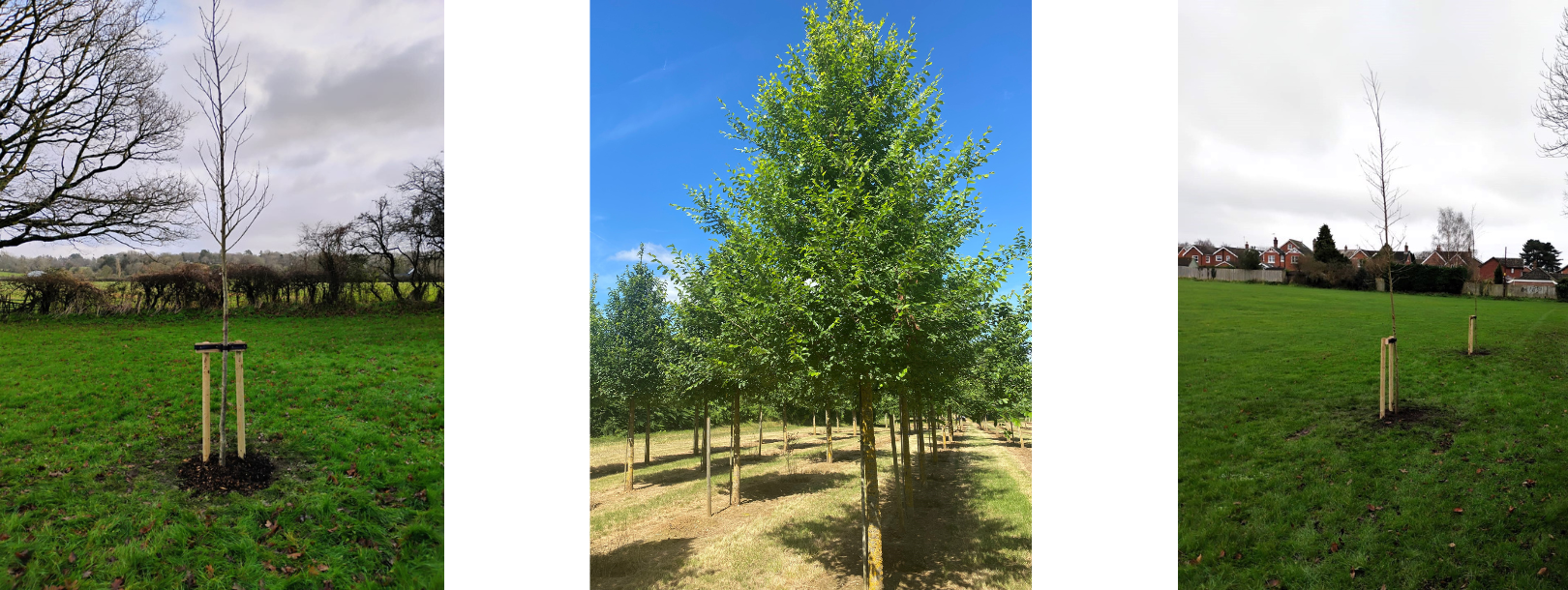 New Trees on Town Council Land – Bringing Majestic Elms Back to Hampshire